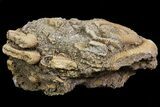 Dactylioceras Ammonite Cluster - Germany #77181-2